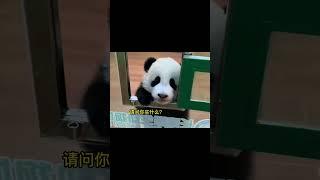 起猛了，看到大熊猫买东西了#熊猫生活 #panda #大熊猫 #大橙子数据 #animals #萌兰 #搞笑 #cute #funny