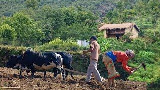 this is Himalayan Nepali village life ||Daily activities of people in Rainy season village lifestyle