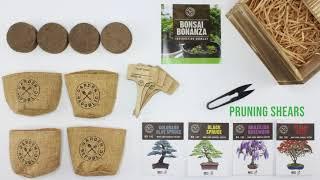 Bonsai Tree Seed Starter Kit