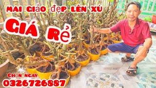 Phôi mai giảo đẹp lên xù giá rẻ 3/11 #aSự0326726887|MaivàngThanhTâm