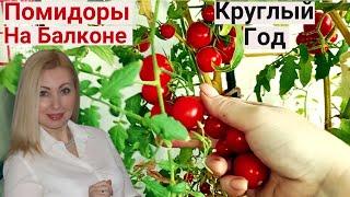 Собираю Урожай Томатов в Квартире Зимой! Выращиваю Помидоры и Микрозелень в Огороде На Балконе!