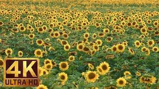 Yellow Sunflowers in 4K UHD Relax Video - 1 Hour Nature Sounds