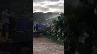 Applying calcium liquid fertilizer to mango trees for increase quality of yield. #mango #calcium 