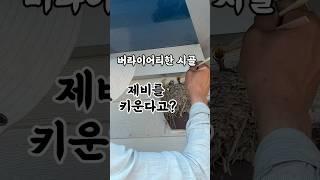 압박밴드 드리려고 시골집 갔는데 제비를 키운다고 ?? #자기관리 #일상 #붓기관리#압박밴드