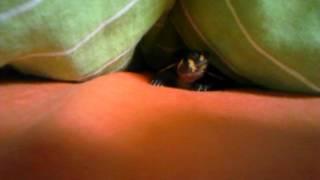 FUNNY turtle XD