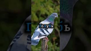 Голубь как домашнее животное 