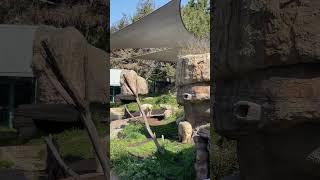 Polar Bears - San Diego Zoo 3/27/24 #sandiego #sandiegozoo #polarbear