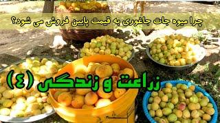 تاثیرات بند رسول الله بر زندگی و زراعت مردم منطقه