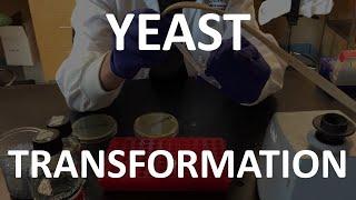 Yeast Transformation (Lab Tutorial)