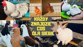 Targ Markuszów 22.09.2024 Ceny Gołębie Kury Koguty Kaczki Indyki Króliki Zeberki Gęsi Kanarki Pigeon