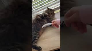 Big Siberian cat went into battle # Сибирский кот Лёва пошёл в бой