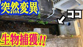 住宅街の水路で体が透明になった生物を捕獲！水中映像アリ