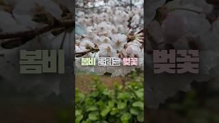 It's Spring│똑똑똑! 봄이야 