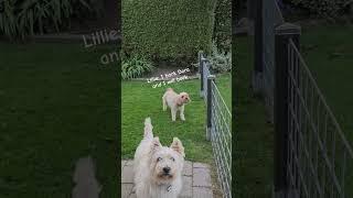 HELP! How to stop a dog barking without nothing #dog #westie #westhighlandwhiteterrier #cavapoo