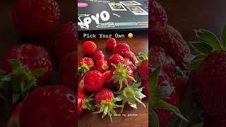 PYO #PickYourOwn #BritishTraditions #SummerInTheUK #Farms #FruitPickingFun #LearnEnglishWithMe
