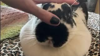 Happy Bunny | Rabbit Purr