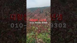 대왕철쭉 10년생 판매합니다 #대왕철쭉 #교목 #나무 #철쭉