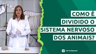 Fisiologia Veterinária - Sistema nervoso