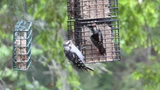 Woodpeckers