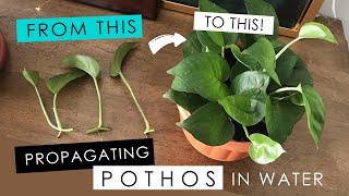 PROPAGATING A POTHOS IN WATER - detailed root growth & progress!