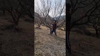 매실 농부 매실나무 가지치기 방법!!!