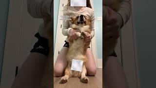 They always try to stop the dancing at first#corgi#dance#funny#dog#trend#fyp#movies#subscribe