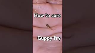 How to care guppy fry #shorts #viralshort #trending #explore #guppyfish #guppyfry #guppyfries #pets