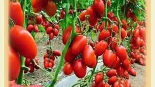 Tour borosa coke jorte peste/k.m.KABIR com