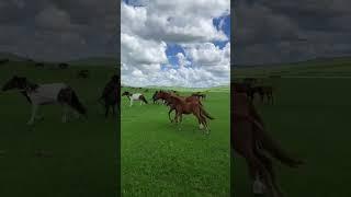 Best wild horses mare revolutionizing young foals future stallions horses