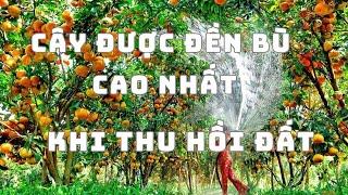 Loại Cây Nào Được Bồi Thường Cao Nhất Khi Thu Hồi Đất