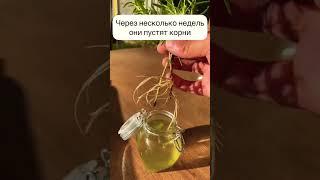 Вырастить розмарин дома, бесконечный розмарин легко и просто