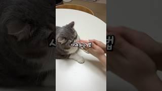 집사가 알아야 할 고양이한테 사과하는 꿀팁