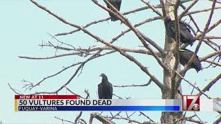 50 vultures found dead in Fuquay-Varina, national authorities contacted