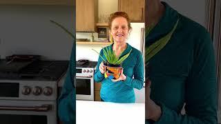 2 Key Aloe Vera Care Tips #shorts #aloevera #plantaddict