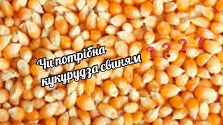 Відгодівля свиней//Кукурудза//Чи потрібна кукурудза для відгодівлі свиней