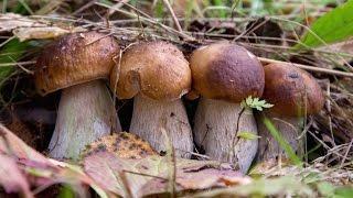 My Favorite Mushroom Hunting (Boletus edulis), Autumn 2016