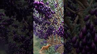 Eggplant Fields #EggplantFields #FarmingLife #VegetableGarden #Agriculture #NatureBeauty #ai
