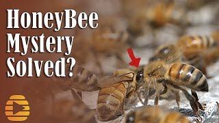 HONEY BEE Apis mellifera washboarding mystery solved? Dr. Tom Seeley is right.