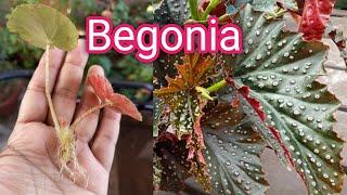 How to grow and Propagate cane begonia / Angel Wing Begonia / water propagation of begonia