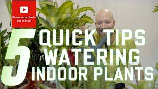 5 Quick tips on watering your indoor plants