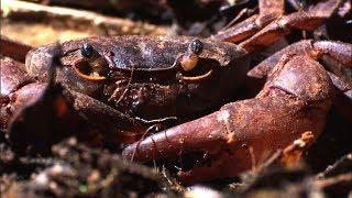 Ants vs Crab | Natural World: Ant Attack | BBC Earth