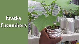 Kratky Cucumbers