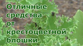 Как спасти посадки от крестоцветной блошки. Проверенные народные методы борьбы от вредителя капусты.