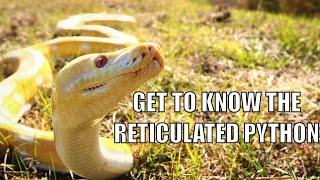 Get to Know the Reticulated Python