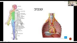 הסרעפת- אנטומיה, פזייולוגיה ופתולוגיות