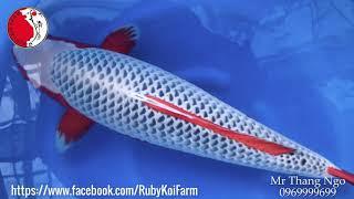 Good Quality koi Asagi, Oya Koi Farm, 3 5 year, 70cm, female