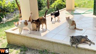 New Cat Realizes That There Are More Cats In The House Than She Thinks