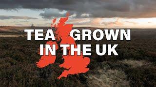 How Tea is Made in Devon UK tea plantation | Travel Documentary
