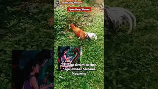 Penampakan ayam Ciung Wanara #shorts