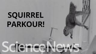 How squirrels leap from tree to tree | Science News